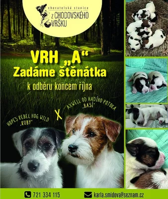 Štěňata JRT